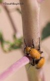 Velvet Ant, Dasymutilla creusa