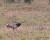 elk19sept2009SoutFork.jpg