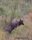 Elk2709-19Sept2009-SouthFork.jpg