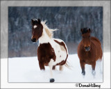 2horsesSnow_0376.jpg