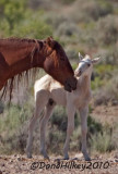 Newest-foal-23June2010-SandWashweb.jpg