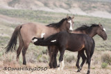 0404-30June2010-SandWash.jpg