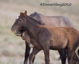 3096-30June2010-SandWash.jpg