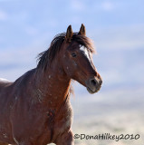 SandWashHorse_1493-17JuneMay2010.jpg