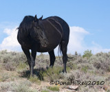 SandWashHorse-Crow-28June2010.jpg