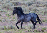 SandWashHorses3480-BlueRoan-06July2010.jpg