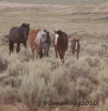4782-27July2010-SandWash-web.jpg