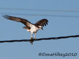 Osprey--8AUg2010-RBLake.jpg