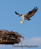 Osprey