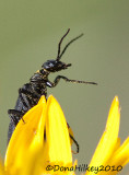 BlackBlisterBeetle-08Aug2010-RBLake-Web.jpg