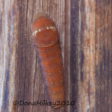 two-tailed-Swallowtail-6455-10Aug2010-Kates.jpg