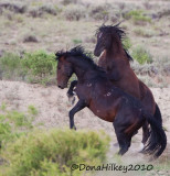 3732-8July2010-SandWash-W.jpg
