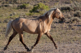 SW-CoronasBand-6910-16Aug2010-SandWash.jpg