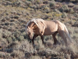 SW-CoronasBand-6937-16Aug2010-SandWash.jpg