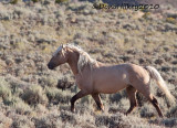 SW-CoronasBand-6940-16Aug2010-SandWash.jpg