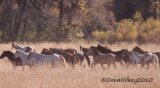 fall-Sombrero-horses-web.jpg