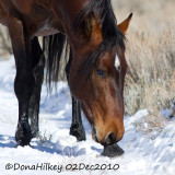 Davy G. a beautiful bay band stallion in Sand Wash Basin HMA