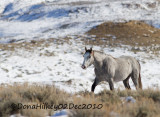 White Sage, a yearling filly in Davy G's band