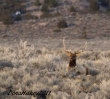 BullElk-8999-23Jan2011-BrownsPark-web.jpg