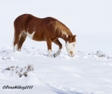Cowboy-8jan2011SandWash-web.jpg