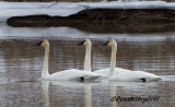 Trumpeter Swans