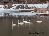 Browns Park Swans