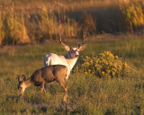 Majik white mule deer buck and normal colored doe