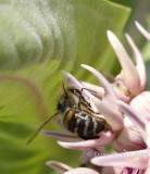 Honey Bee, Apis Mellifera