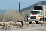 moving-sheep-thru-town-1.jpg