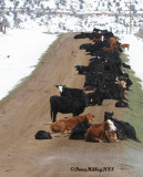 When it snows in May this is where cows nap