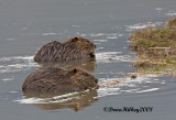 Two Beavers Having Breakfast