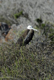 Lone Female Frigate Bird