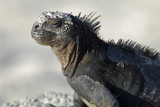 Marine Iguana Closeup