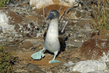 Blue-footed Boobie Marching
