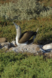 Blue-footed Boobie Courtship Display Seq 2