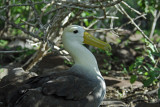 Waved Albatross 1