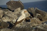 Nazca Boobie 2