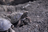 Baby Giant Tortoise