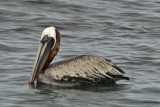 Brown Pelican