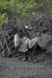 Brown Pelican Drying