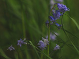 Blue Bells