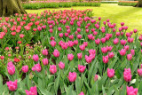 Keukenhof_34.jpg