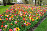 Keukenhof_44.jpg