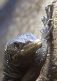 Black Tree Monitor