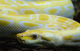 Burmese Python