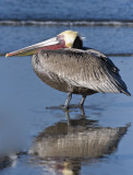 California Brown Pelican