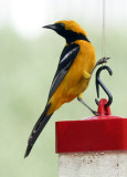 Hooded Oriole (male)