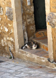 IMG_1464.jpg