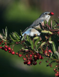 Blue Bird