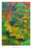 autumn tree colors new england